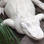 white alligator at the zoo